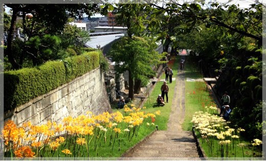 西方寺の彼岸花