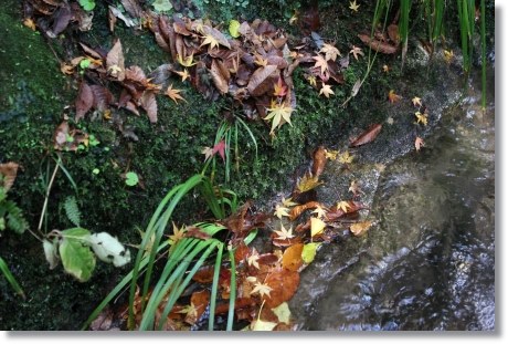 白山比メ神社-6 水辺の落ち葉-1 13.11.27