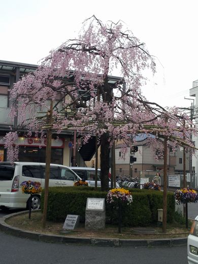 20130331_100118　山科枝垂れ桜