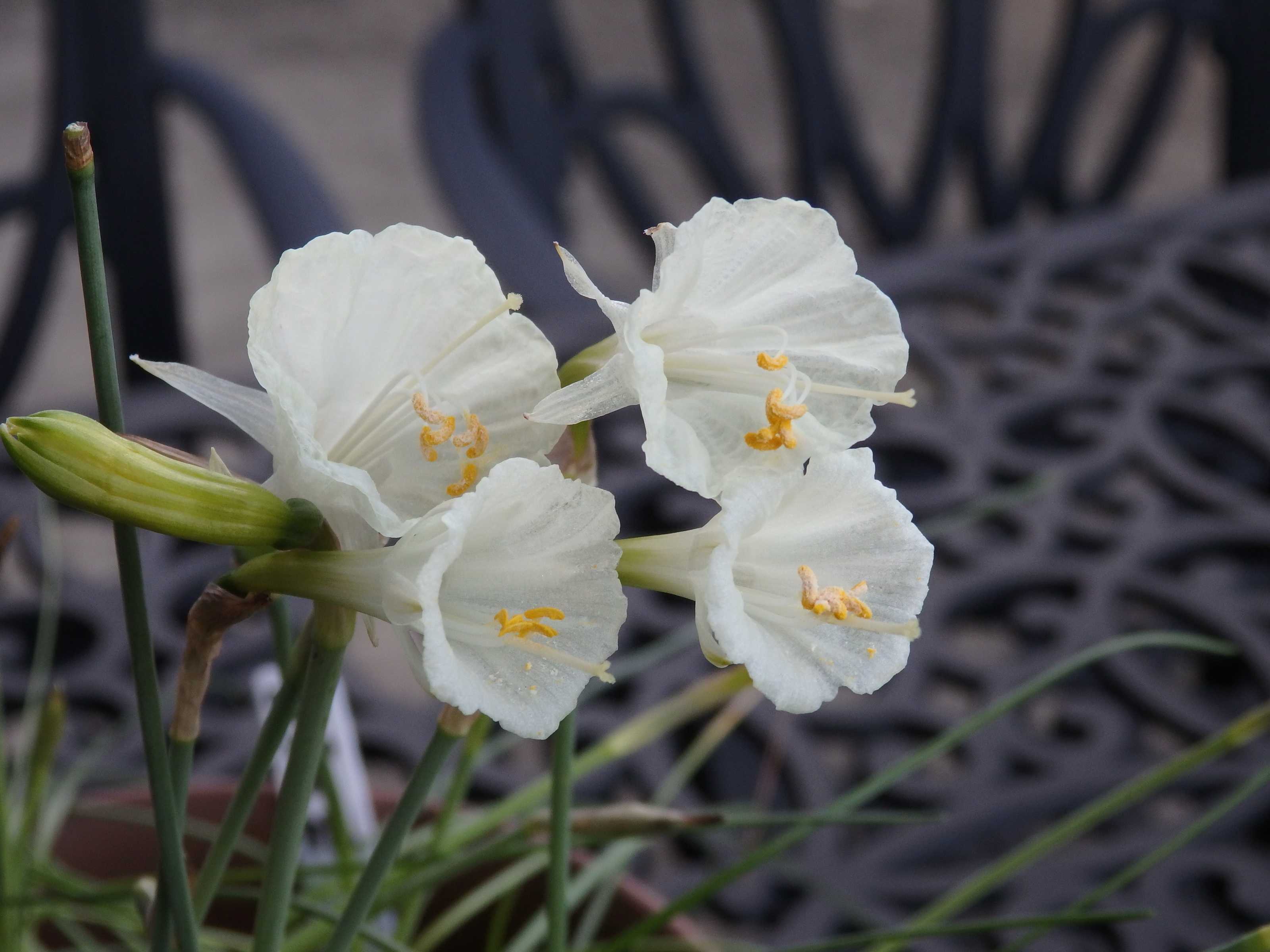 ペチコート水仙 雪姫 Kimi Teaの花日記 楽天ブログ