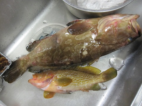 kuesnota