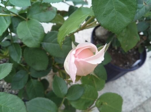 rblog-20140521062856-02.jpg