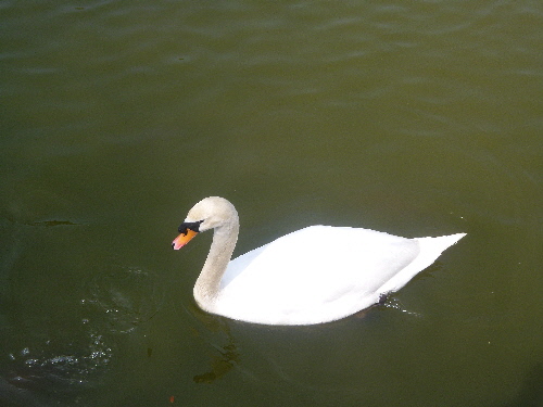 P1100236(1).JPG
