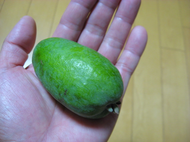 フェイジョア 日本一の果実栽培をめざして 楽天ブログ