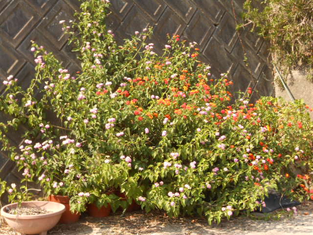 DSCN0573.JPG