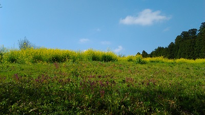 桜並木の左側