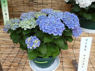 P1060751ss.jpg