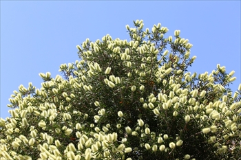 カリステモン・フォルモスス Callistemon formosus()