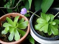 誕生花のないムシトリスミレ 虫取菫 虫取り菫 の花言葉 欺きの香り 幸福を告げる 食虫植物の可憐な花 弥生おばさんのガーデニングノート 花と緑の365日 楽天ブログ