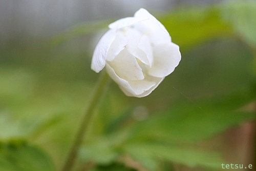 山野草