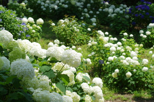 昭和記念公園の紫陽花