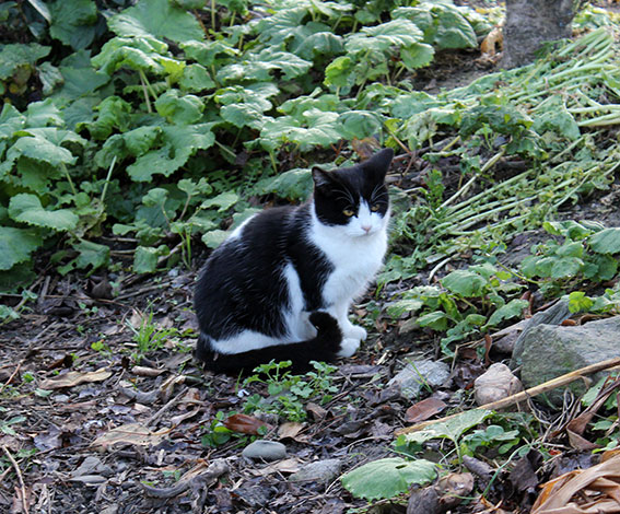 我が家のニャンコ♪2014/12/06-2