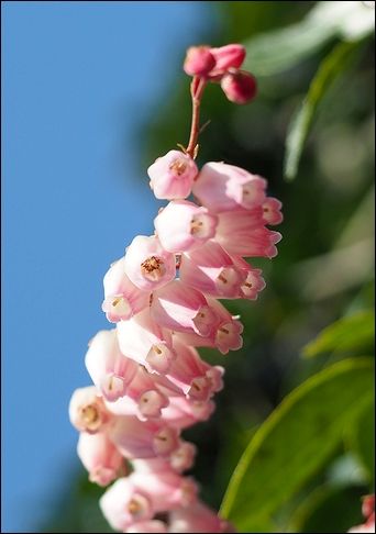 馬酔木の花が咲いた 3 10 Shige Happy の 気まぐれ写真日記 楽天ブログ