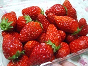 2015年いちご狩り