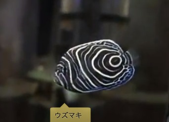 ウス?マキ・サムネール.jpg