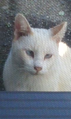 猫さん3.jpg