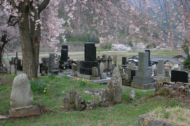 墓と桜