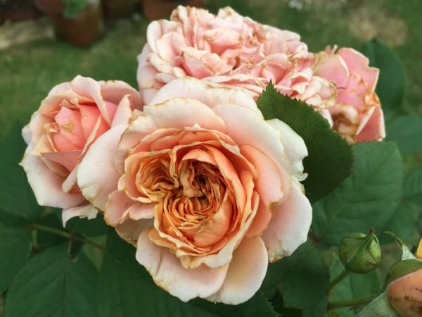 rblog-20160703194236-06.jpg