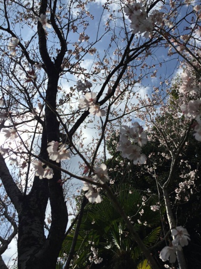 桜