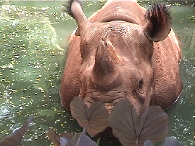 ホノルルズー（Ｈ０１‘）