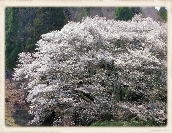 nisitaninosakura