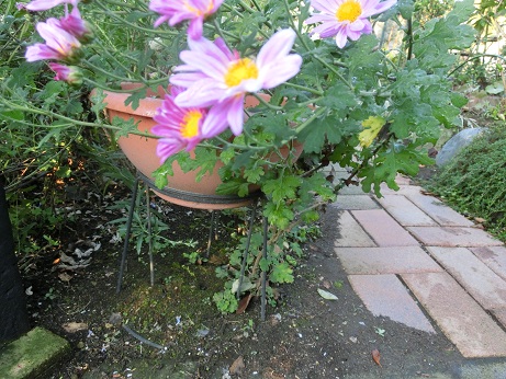 ピンクの菊