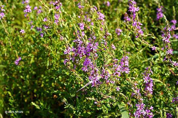 ミソハギ（禊萩、ミソハギ科）