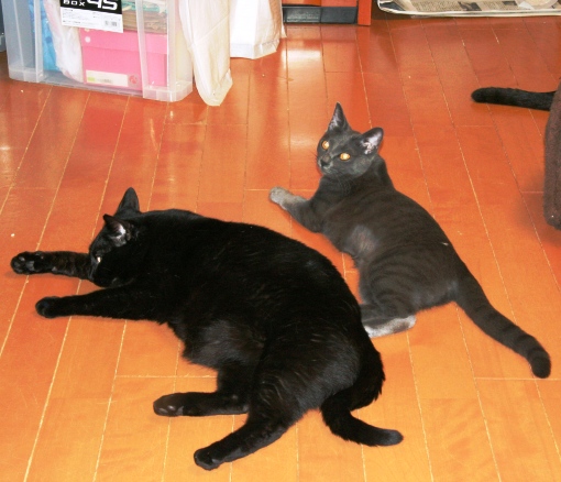 20150228ﾀｸ_ﾄｺ03.jpg