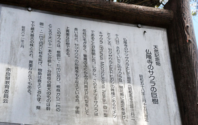 桜１