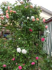 2014_0530マイピクチャー0318.JPG
