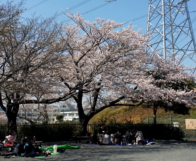 お花見日和