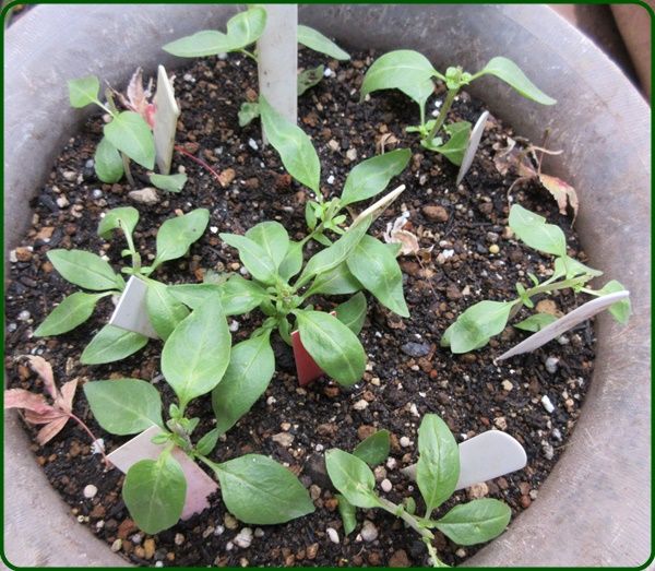 宿根イベリスの育て方と寄せ植えを作りました 馬鹿なばーちゃん 狭い庭を花いっぱいにする育て方 楽天ブログ