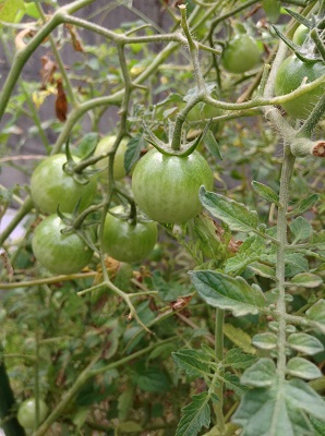 tomato2.jpg
