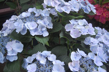 s-DSC_0365.jpg