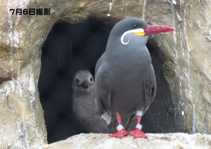 上野動物園 インカアジサシの親子ショット Inkyoのたわごと 楽天ブログ