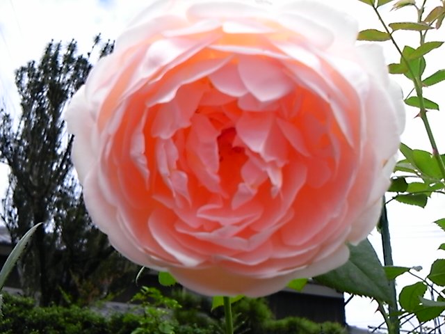 DSC_0277.jpg