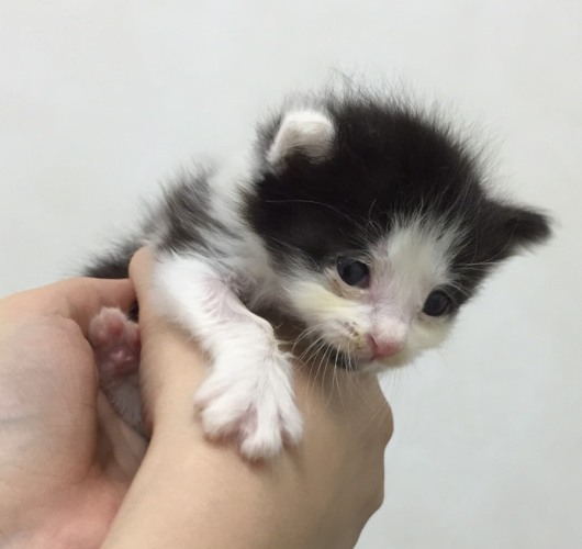 20160731ｳﾁﾀﾞ病院子猫03.jpg