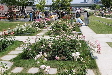 中之島公園のバラ園