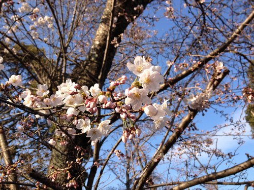13月27日火桜１500.jpg