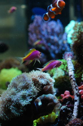 2015_0331ﾍﾞﾝﾄﾗ0014.JPG