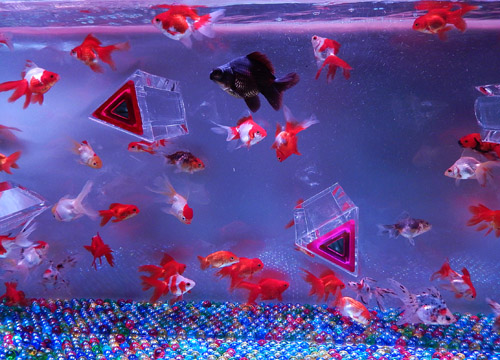 金魚２