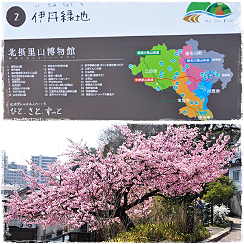 桜１