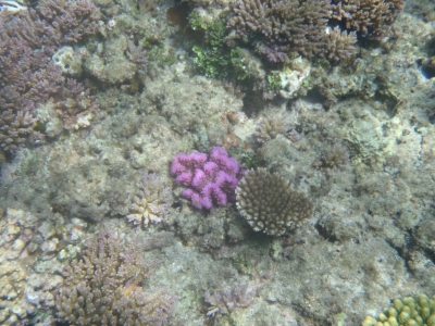沖縄磯採集2013年7月下旬8　珊瑚礁　シュノーケリング