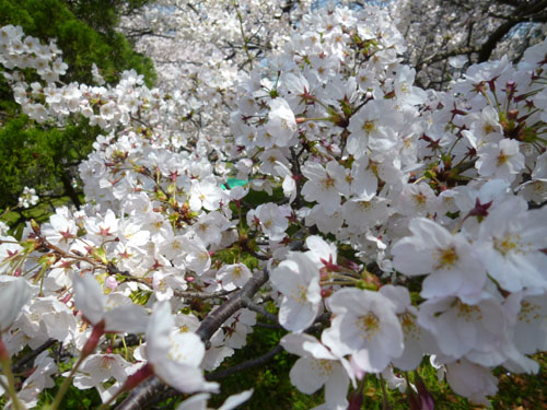 桜５.jpg