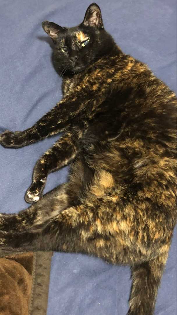 貯金額 アラフォー株投資で目指せ配当生活 楽天ブログ