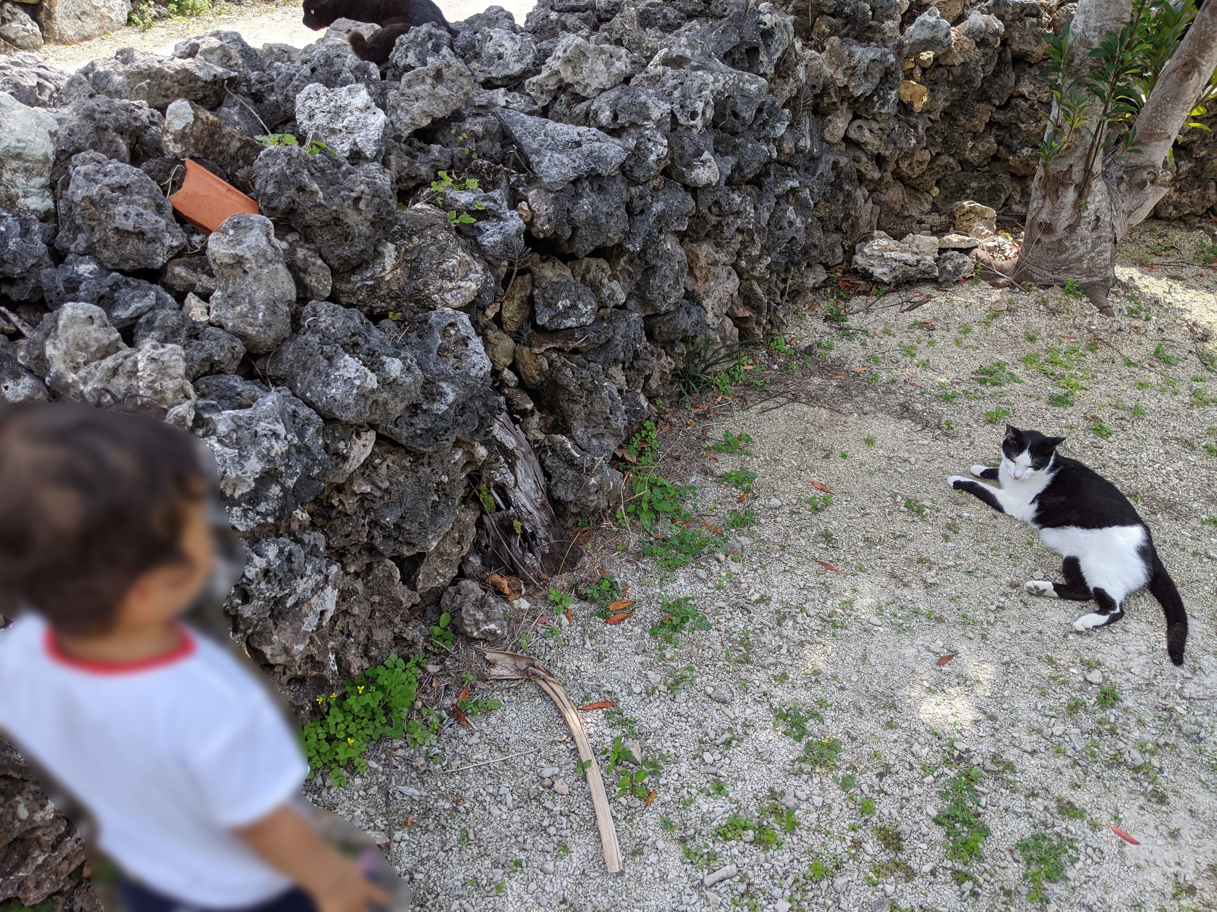 竹富島の白黒猫ちゃん