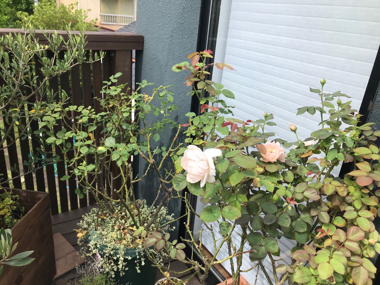 バラの夏剪定 家と庭と 楽天ブログ