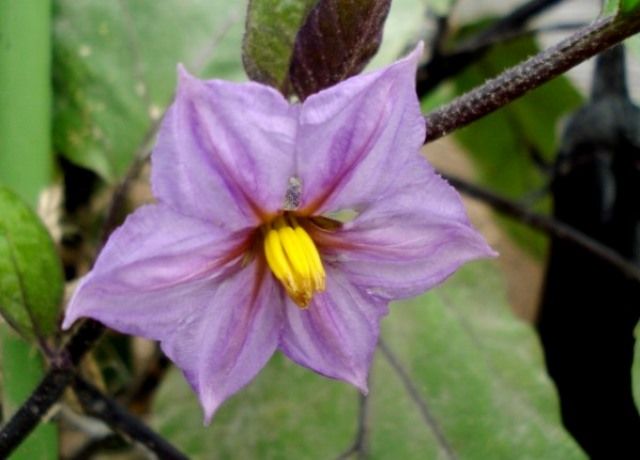 夏野菜の花々 花と蕎麦とリハビリと 楽天ブログ