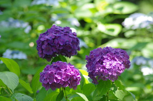 昭和記念公園の紫陽花