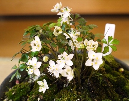 盆梅展節分草１